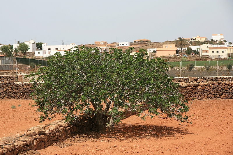 Kanary_2010 163